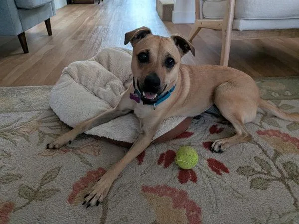 An adult medium-sized female Terrier dog named Mochi for adoption in San Diego, CA