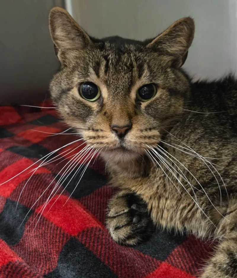 An adult small-sized male Domestic Short Hair cat named Onslow for adoption in Ocala, FL