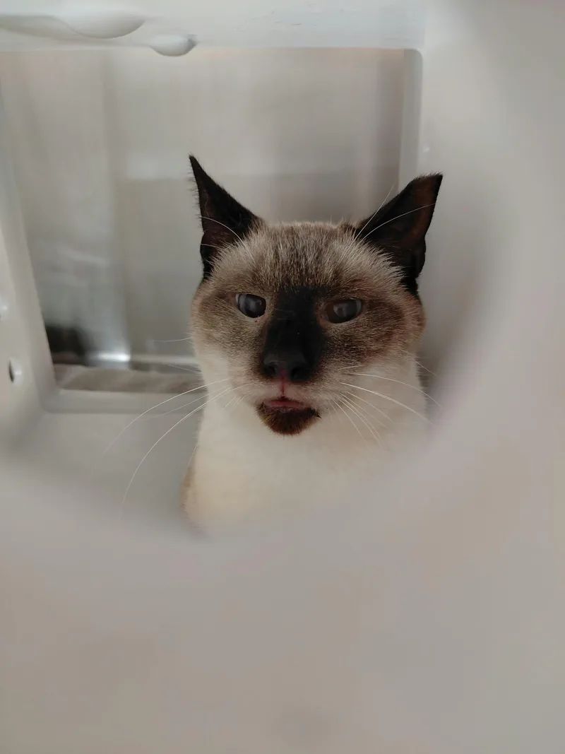 An adult medium-sized male Siamese cat named Lucky for adoption in Export, PA