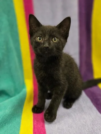 A baby small-sized male Domestic Short Hair cat named Sir Sushi for adoption in Westland, MI