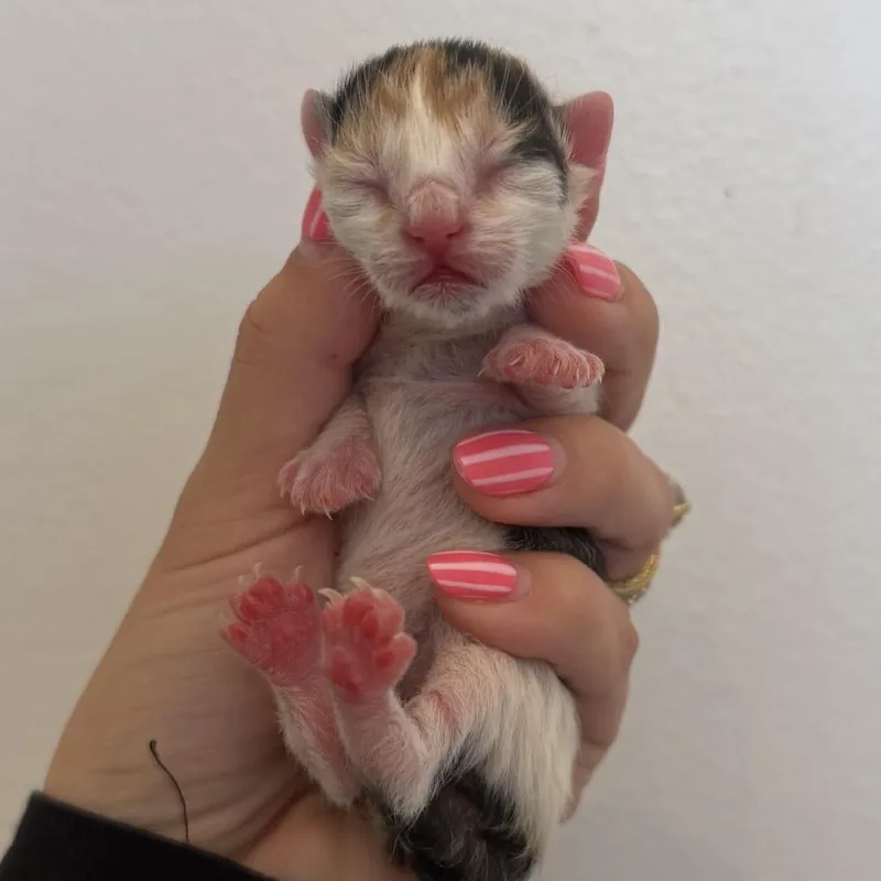 Pecan thumbnail 4