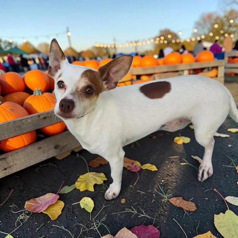 An adult small-sized male Chihuahua dog named Miko for adoption in Lorida, FL