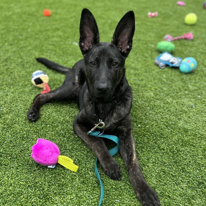 A baby small-sized female Black Mixed Breed dog named Tulip for adoption in Bedford, NH