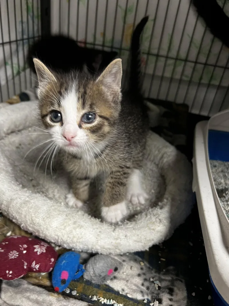 A baby large-sized male Domestic Short Hair cat named Troy for adoption in Ringwood, NJ