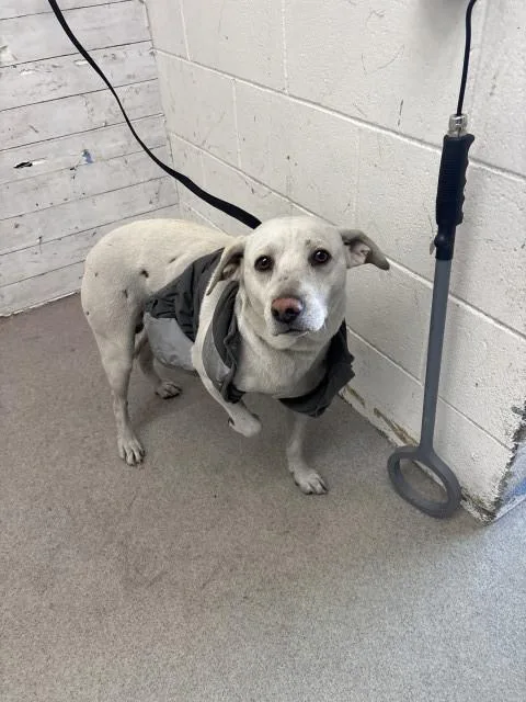 A young medium-sized male Labrador Retriever dog named Lido for adoption in San Bernardino, CA