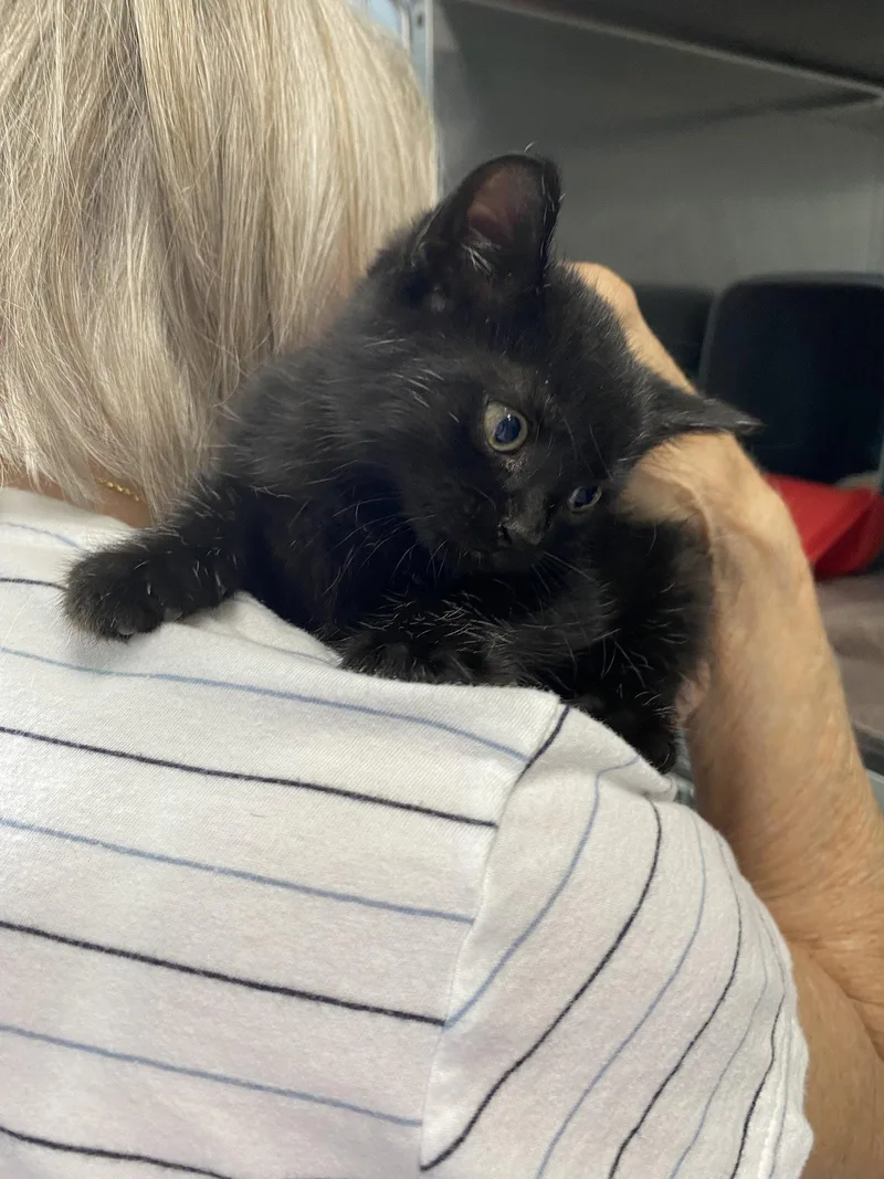 A baby medium-sized male Black Domestic Short Hair cat named Abbott  At Shy for adoption in Rustburg, VA