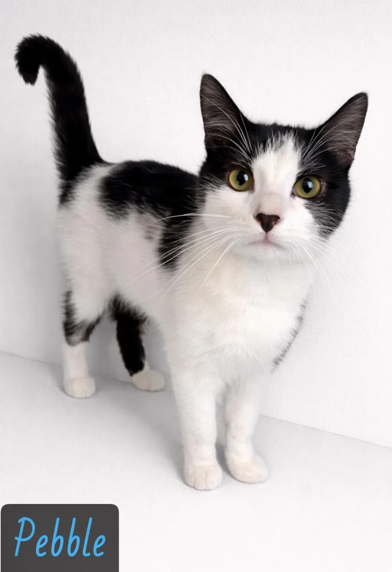 A young medium-sized male Black & White / Tuxedo Domestic Short Hair cat named Pebble for adoption in Englewood, FL