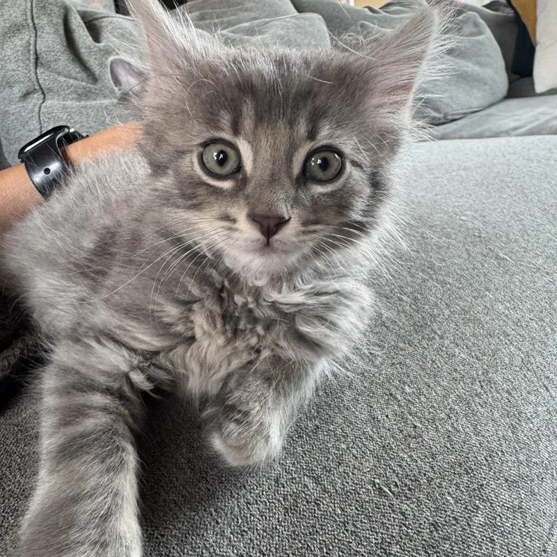 A baby small-sized male Tabby (Gray / Blue / Silver) Domestic Long Hair cat named Sergiño for adoption in Milwaukee, WI