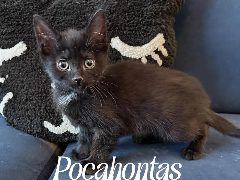 A baby medium-sized female Black Domestic Short Hair cat named Pocahontas for adoption in Murfreesboro, TN
