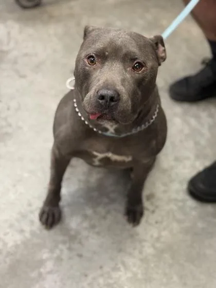 An adult medium-sized male Pit Bull Terrier dog named Bandit for adoption in Bowling Green, KY