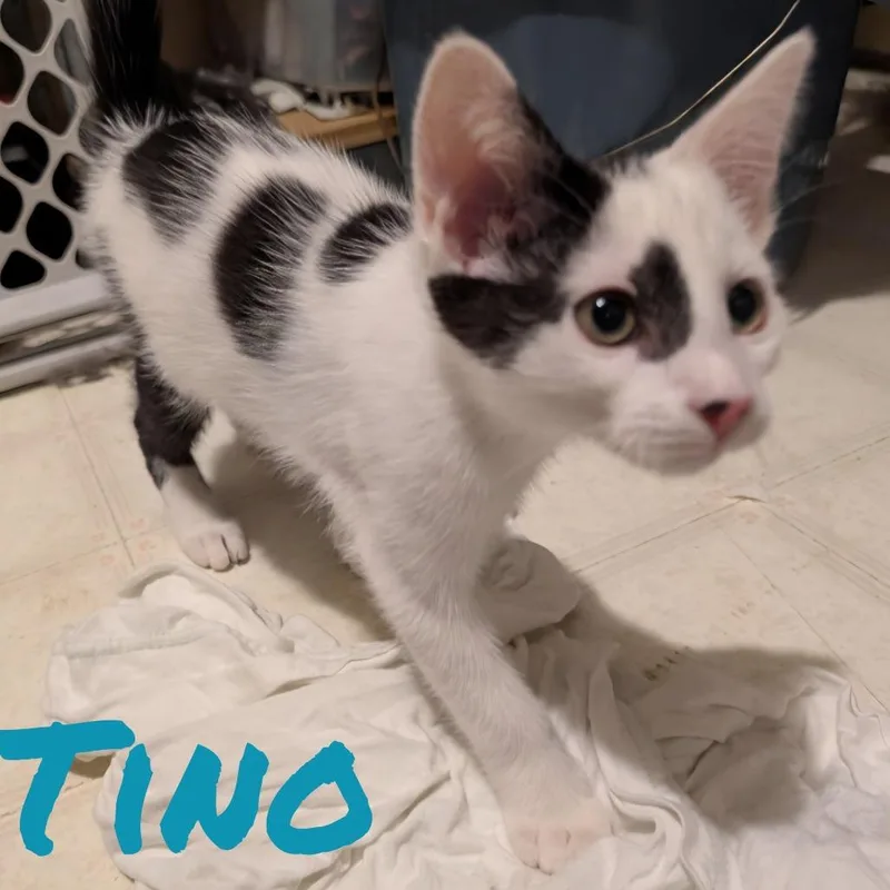 Tino