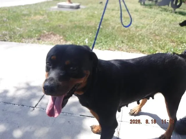 A young large-sized female Rottweiler dog named Pixie for adoption in Miami, FL