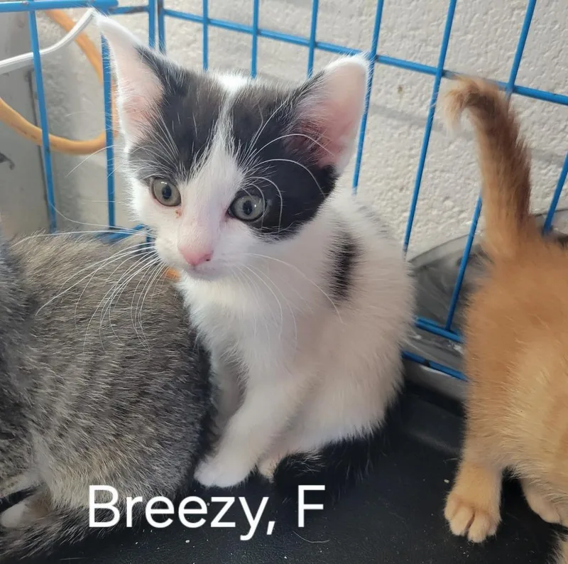 A baby small-sized female Domestic Short Hair cat named Breezy for adoption in Camden, TN