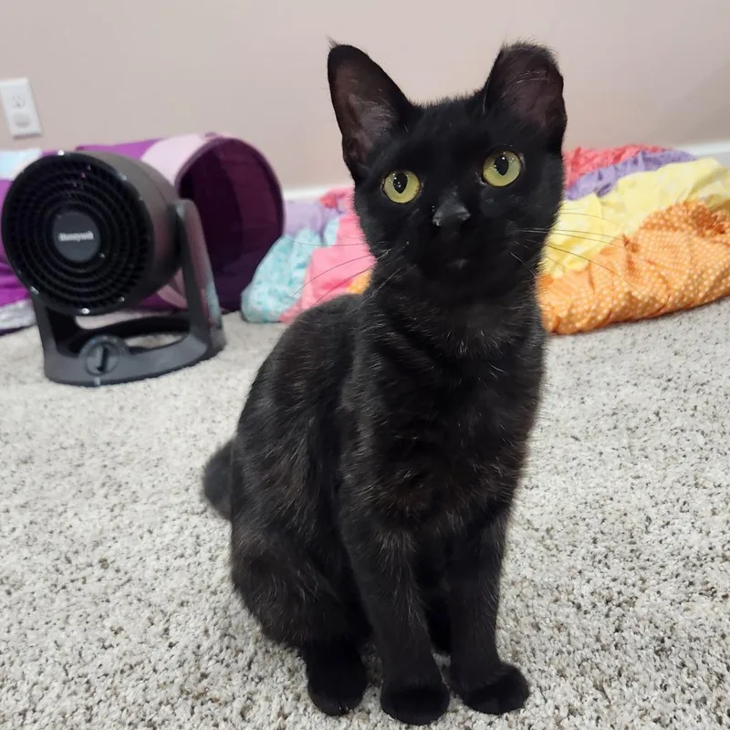 A young medium-sized female Domestic Short Hair cat named Peaches for adoption in Portage, MI