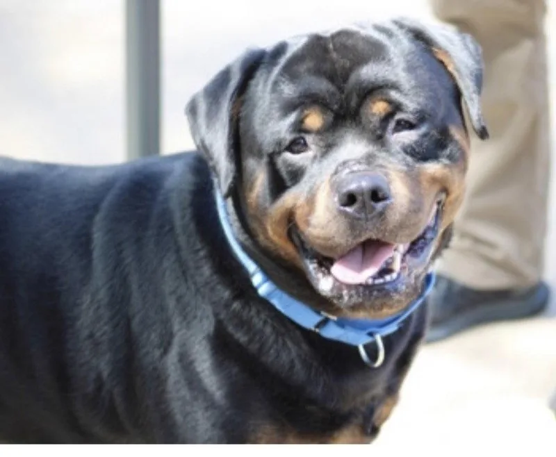 An adult extra large-sized male Rottweiler dog named Gunner for adoption in Hillsboro, NH