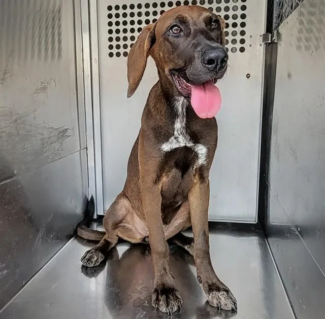 A young medium-sized female Plott Hound dog named Pretty Aimee for adoption in Garland, TX