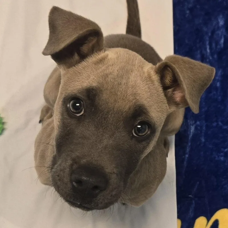 A baby small-sized female Pit Bull Terrier dog named Dolores for adoption in Flagstaff, AZ