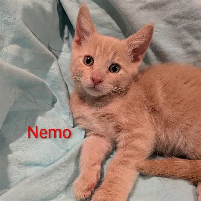 A baby small-sized male Domestic Medium Hair cat named Nemo for adoption in Auburn, CA