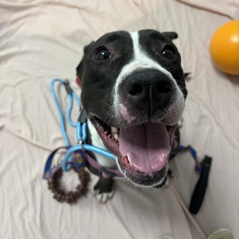 A young medium-sized female Black Mixed Breed dog named Passion for adoption in Dover, NH