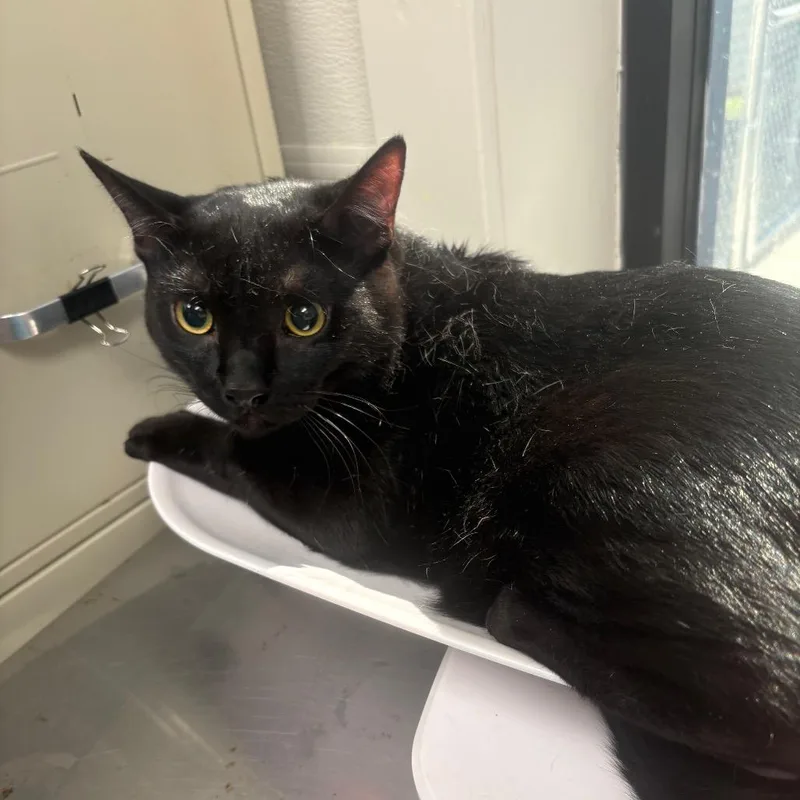 An adult large-sized male Domestic Short Hair cat named Danny for adoption in Columbiana, AL