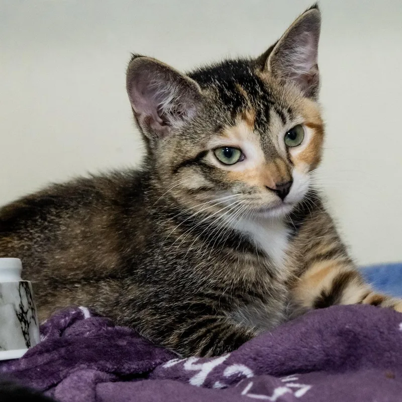 A baby medium-sized female Torbie Domestic Short Hair cat named Tiger Lily for adoption in Victor, NY