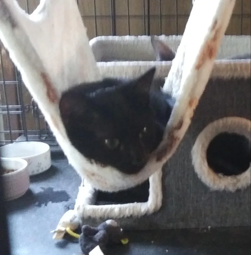 A baby medium-sized male Black Domestic Short Hair cat named Baby Bear for adoption in Port Wentworth, GA