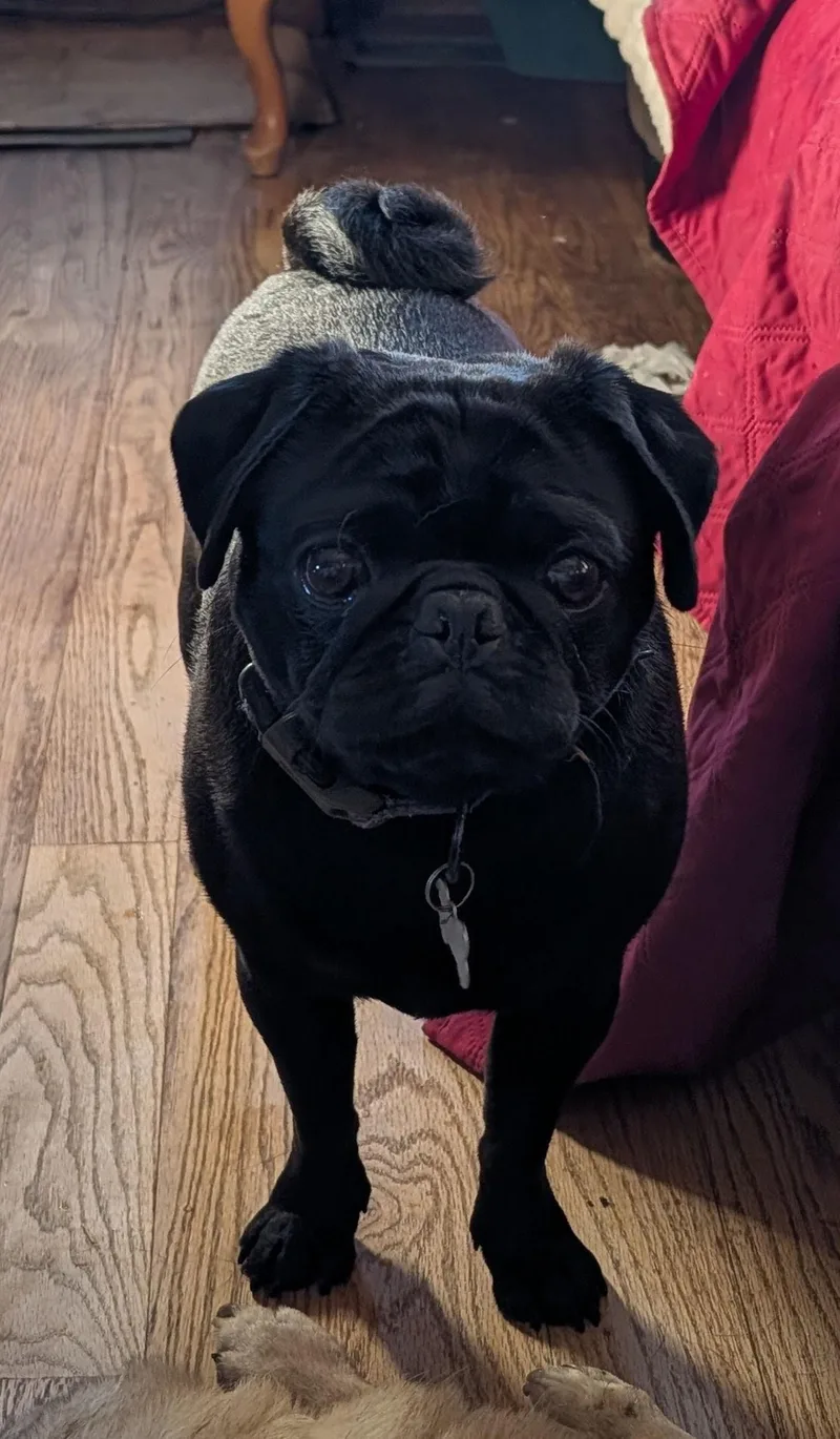 An adult small-sized male Black Pug dog named Teddy for adoption in Benton, KS