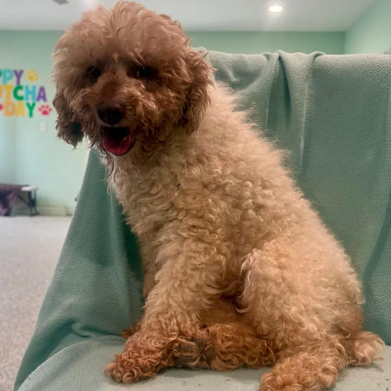 An adult small-sized male Miniature Poodle dog named Buddy for adoption in Zionsville, IN
