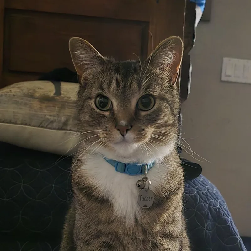 Tucker