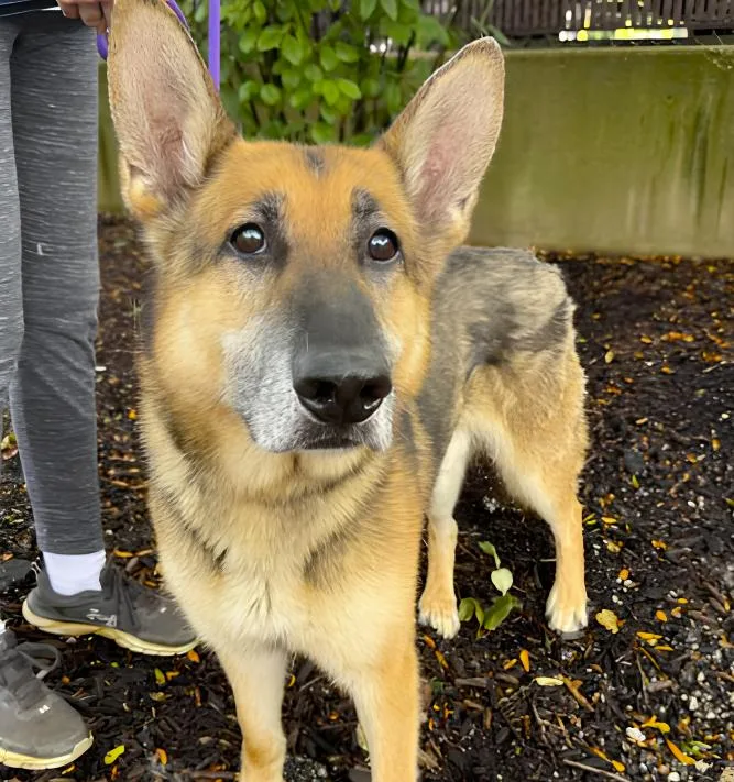 An adult large-sized male Tricolor (Brown, Black, & White) German Shepherd Dog dog named Canelo for adoption in Naperville, IL