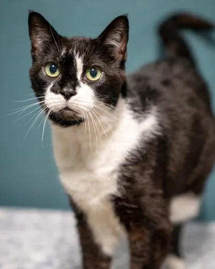 A senior large-sized female Domestic Short Hair cat named Emmy for adoption in Pequot Lakes, MN