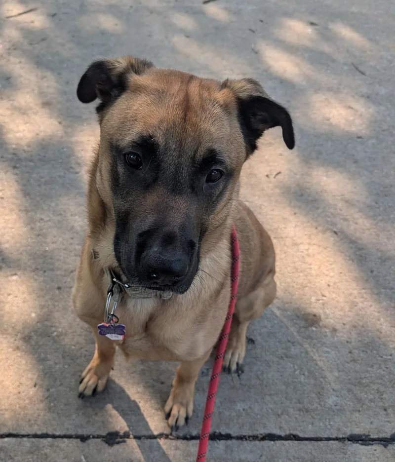 Peanut Collins thumbnail 2