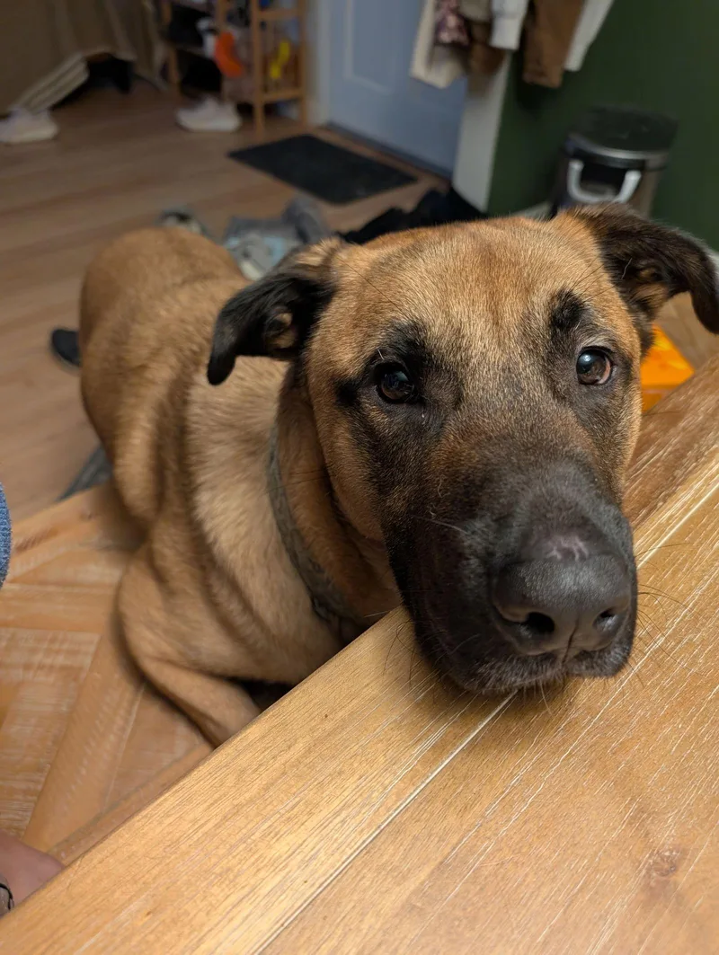 Peanut Collins thumbnail 3