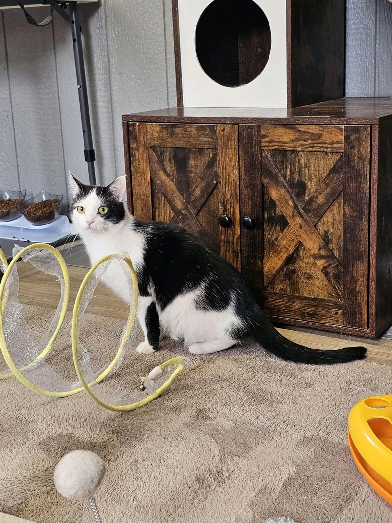 A young medium-sized female Domestic Short Hair cat named Sassy for adoption in Greensburg, PA