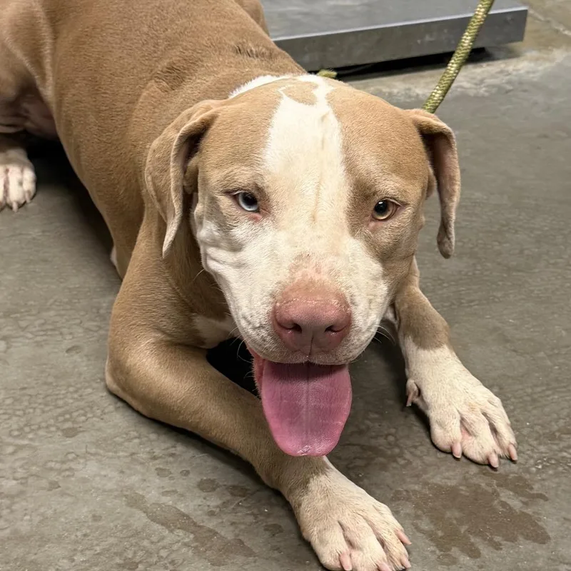 An adult medium-sized female Brown / Chocolate Pit Bull Terrier dog named Skyler for adoption in Yuma, AZ