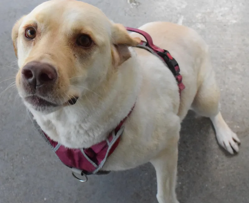 An adult large-sized female Yellow / Tan / Blond / Fawn Labrador Retriever dog named 22437 for adoption in Broken Arrow, OK