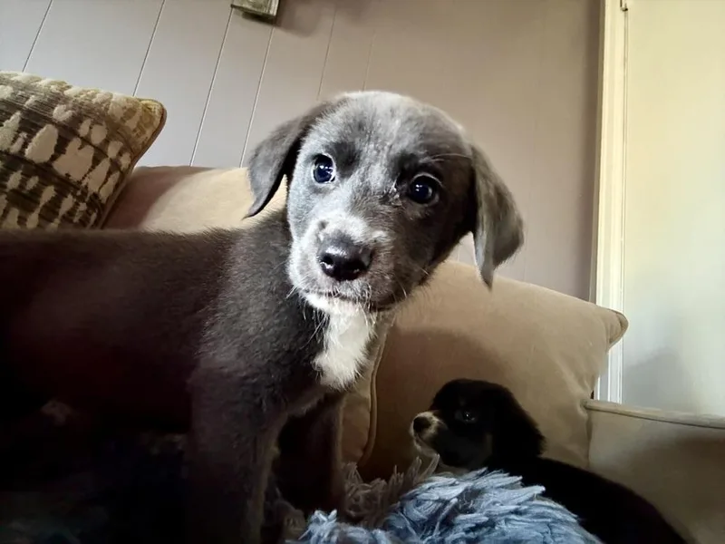 A baby medium-sized female Mixed Breed dog named Jules Beni for adoption in Amherst, NY