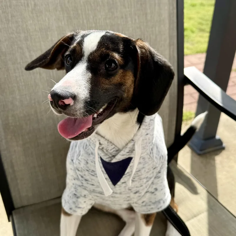 Peanut Butter Pie thumbnail 2