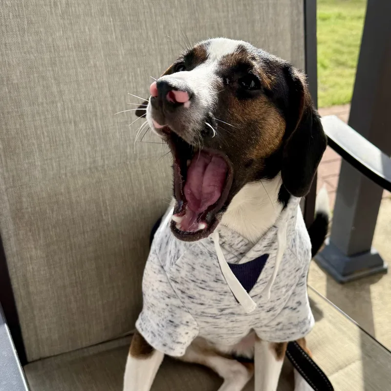 Peanut Butter Pie thumbnail 3