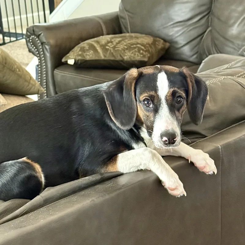 Peanut Butter Pie thumbnail 4