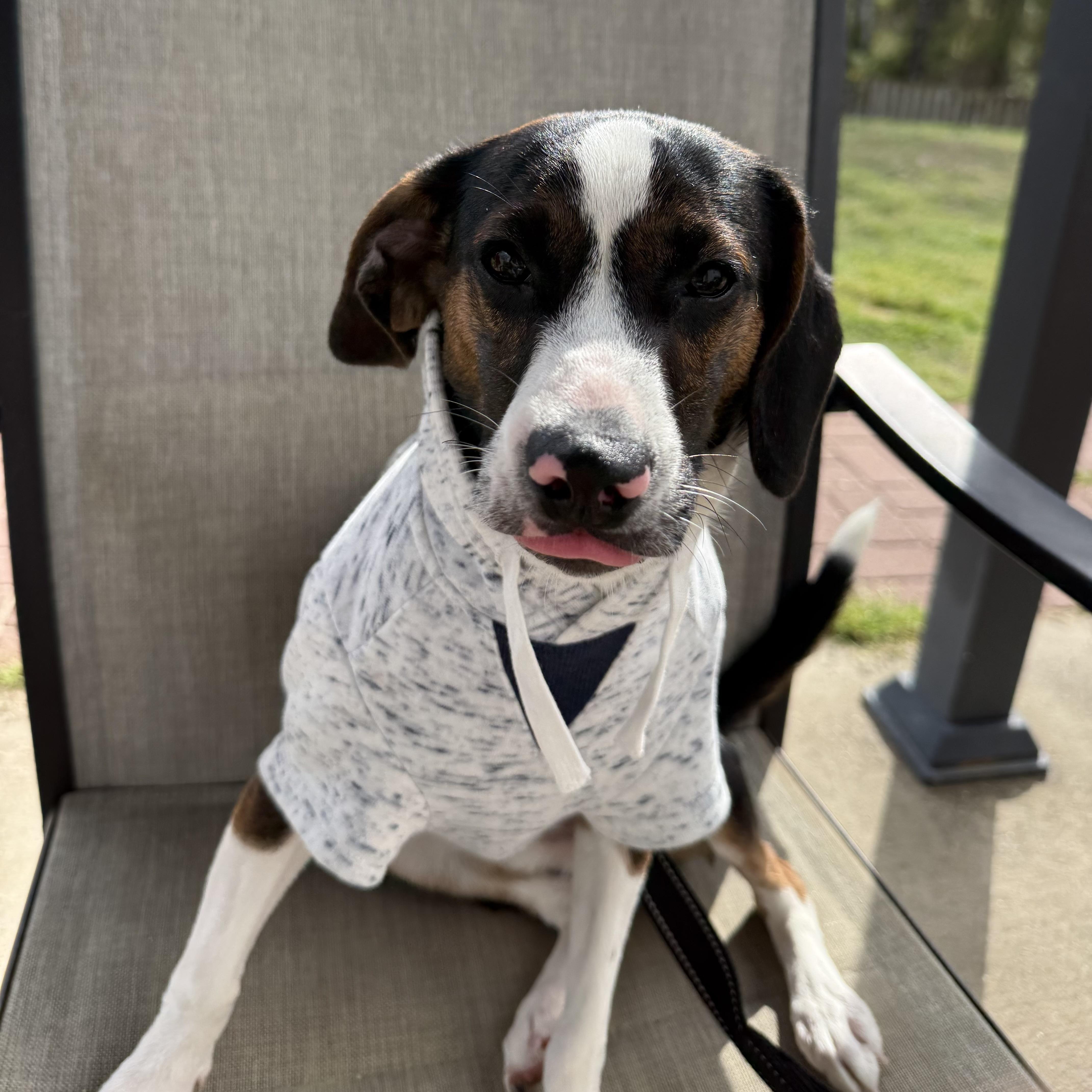 Peanut Butter Pie thumbnail 5