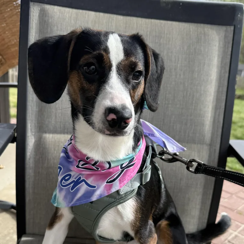 Peanut Butter Pie thumbnail 6