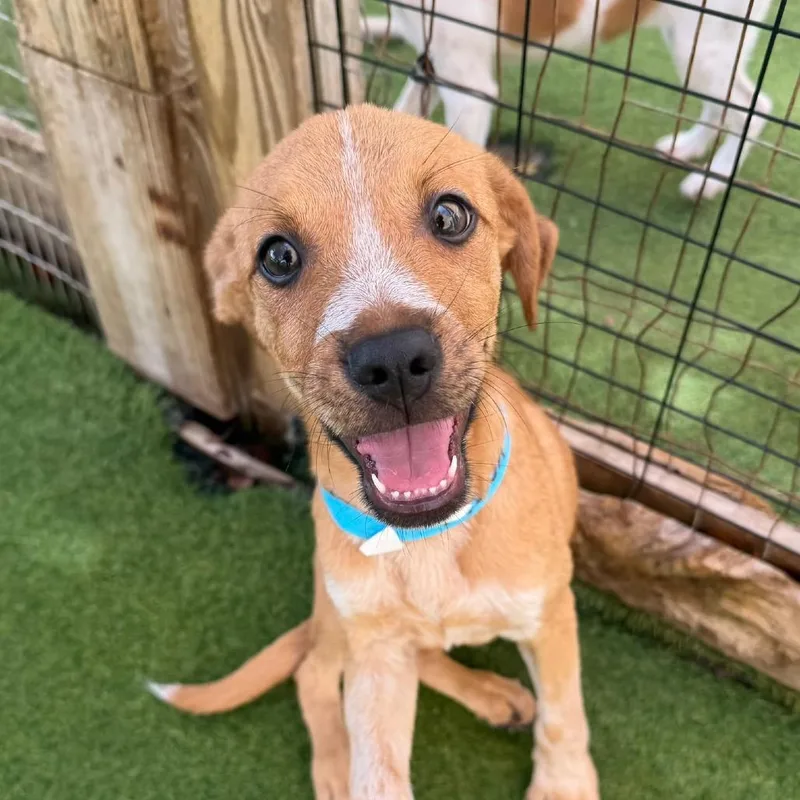 Kona