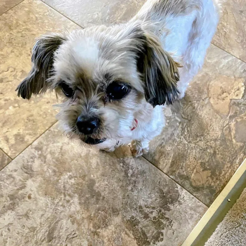 A senior small-sized female White / Cream Shih Tzu dog named Sydney for adoption in Prairie du Chien, WI