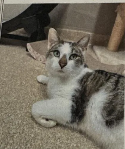An adult large-sized male Domestic Short Hair cat named Bob for adoption in Port Republic, MD