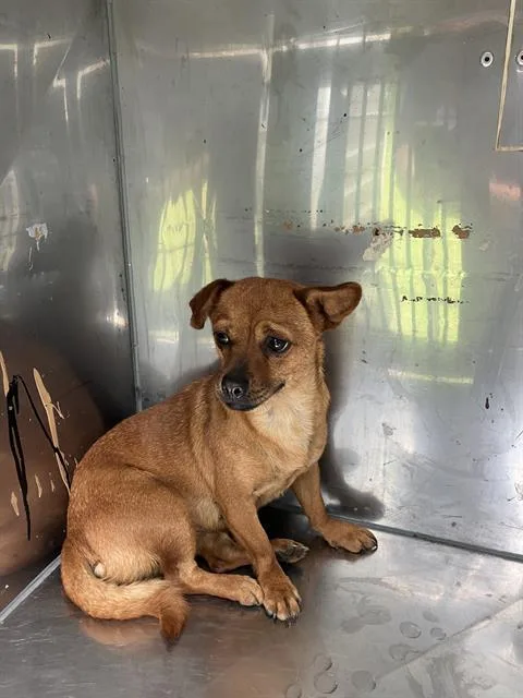 An adult small-sized female Mixed Breed dog named Sassy for adoption in Dallas, TX