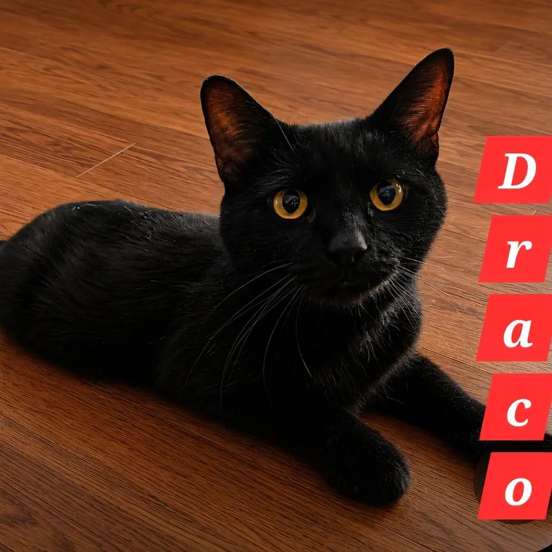 An adult large-sized male Black Domestic Short Hair cat named Draco for adoption in Charlottesville, VA