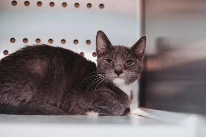 A young small-sized female Domestic Short Hair cat named a Bunny for adoption in North Charleston, SC