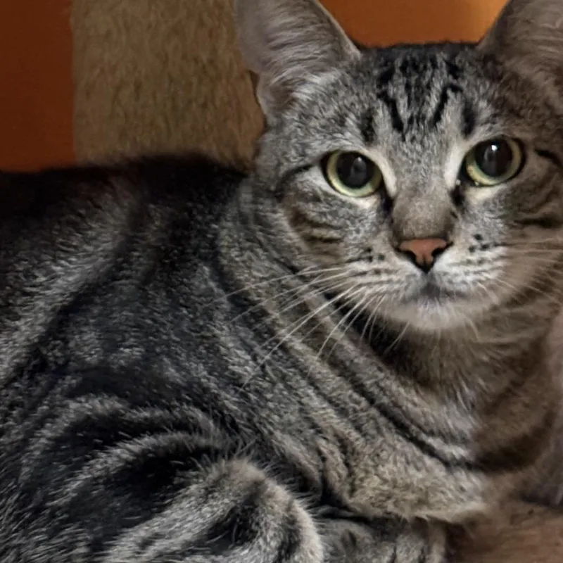 A young large-sized female Black Domestic Short Hair cat named Shalissa for adoption in Springfield, OR