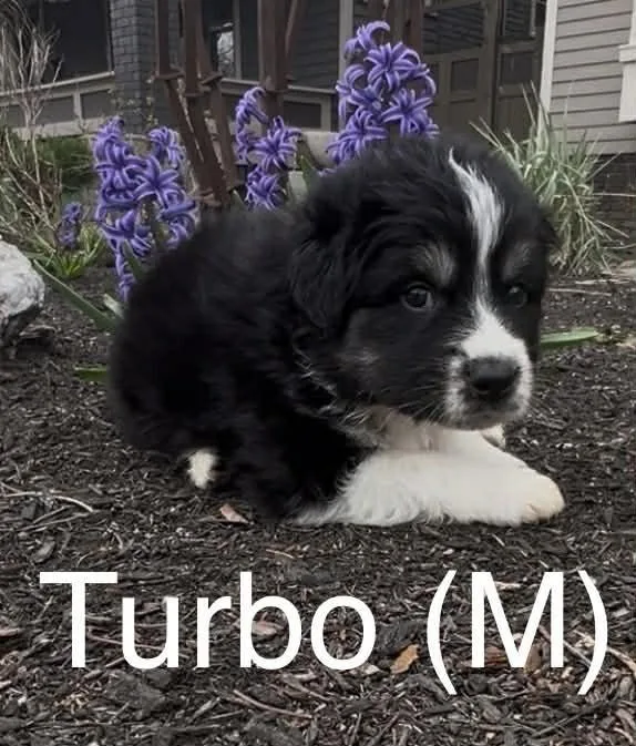 Turbo